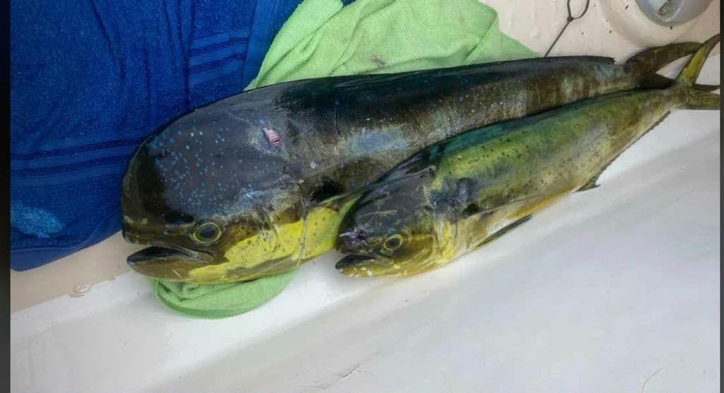 Captura durante jornada de pesca