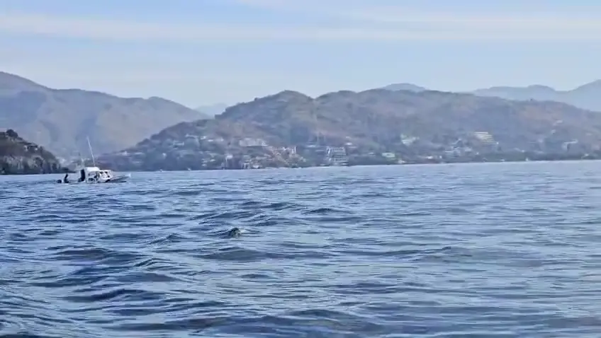 Avistamiento de ballenas en Ixtapa con embarcación Stingray