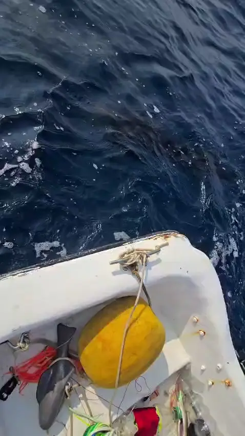 Pesca deportiva marlín en Ixtapa a bordo de Stingray